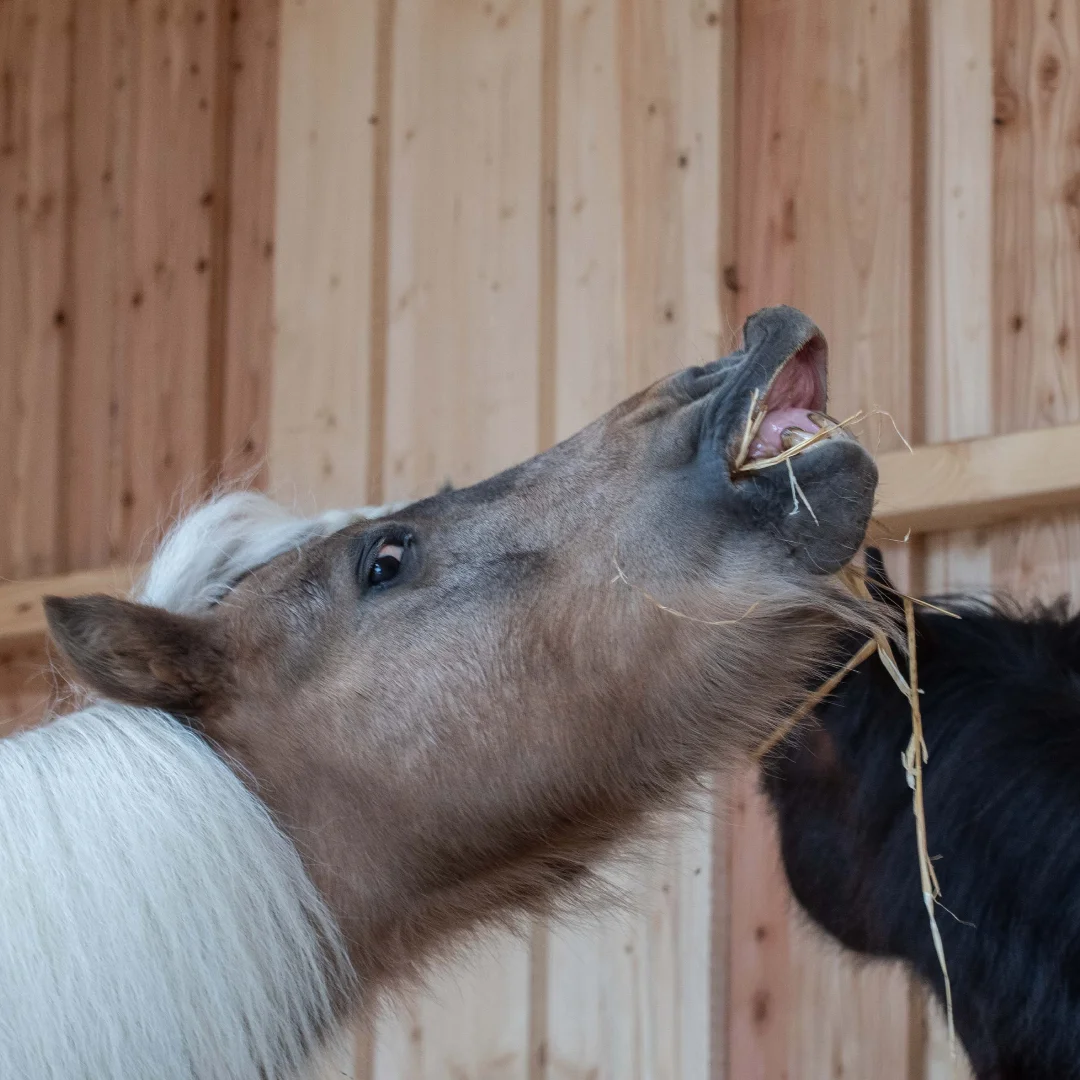 Worte, Macht und Maß